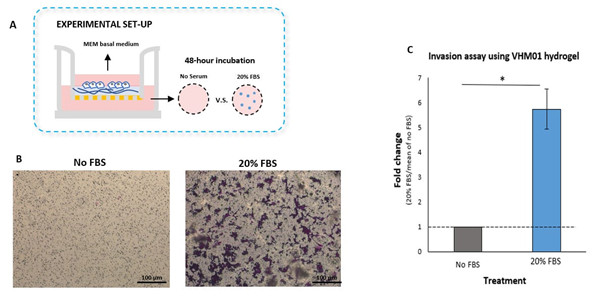 血清梯度引起U87-MG膠質(zhì)母細(xì)胞瘤細(xì)胞通過VitroGel水凝膠基質(zhì)的侵襲