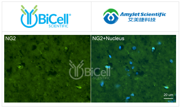 Bicell Scientific-NG2（CSPG4）抗體染色