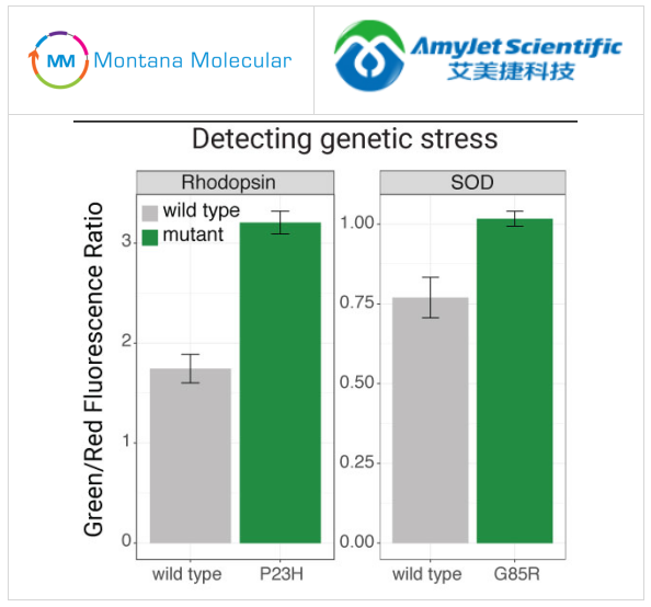 綠細(xì)胞應(yīng)激測定試劑盒