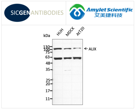 Sicgen antibodies山羊抗ALIX多克隆抗體
