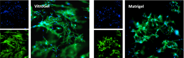 VitroGel水凝膠基質