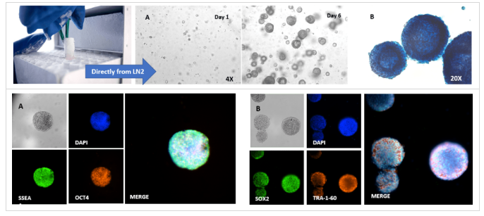 VitroGel STEM培養(yǎng)方案