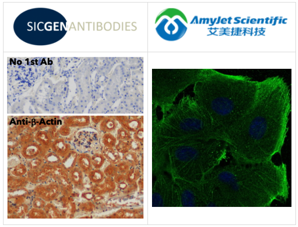 Sicgen antibodies