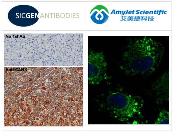 Sicgen antibodies