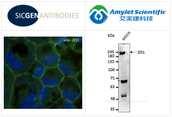 Sicgen antibodies
