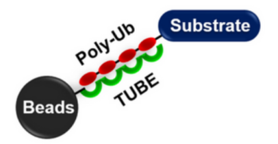 K48連接的泛素化蛋白，親和磁珠