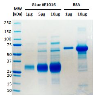 螢光素酶，95%，重組蛋白