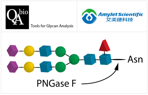 重組PNGase F