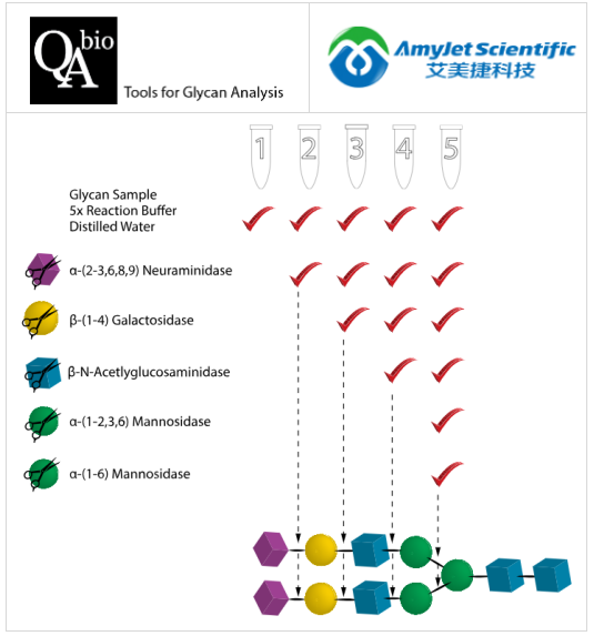 QA-Bio-甘氨酸測序試劑盒
