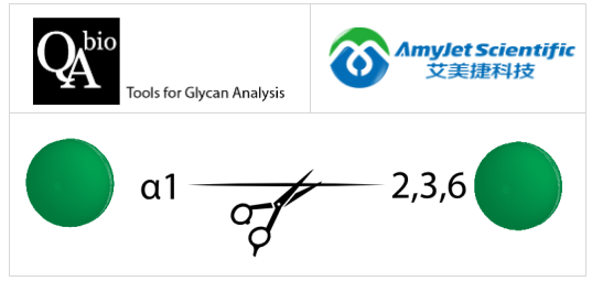 核心α甘露糖苷酶
