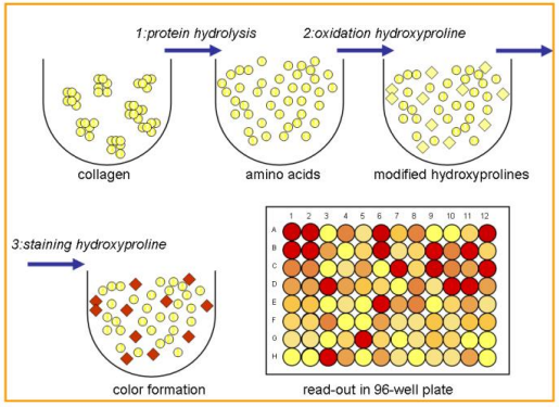 敏感組織膠原蛋白測(cè)定試劑盒