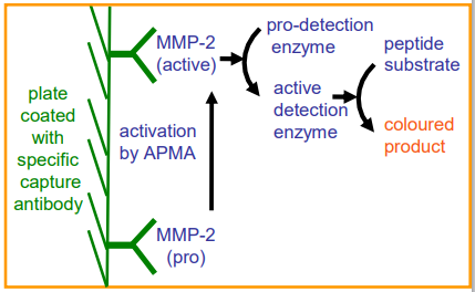 QuickZyme人MMP-2活性測定檢測