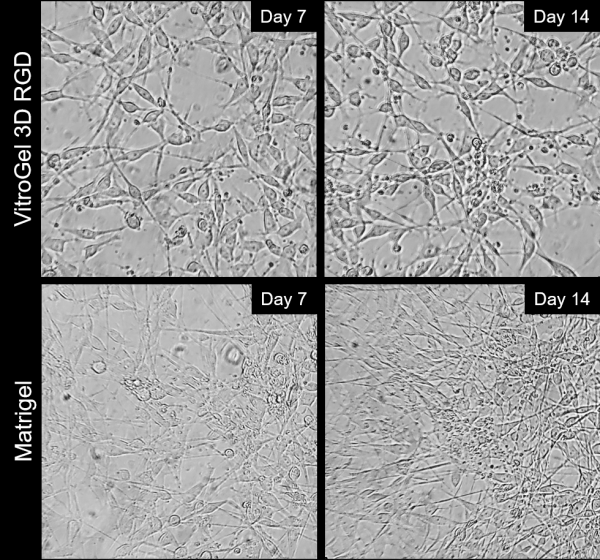 VitroGel 3D - RGD.png