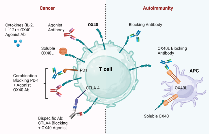 圖3.在癌癥和自身免疫中靶向OX40：OX40L的治療策略