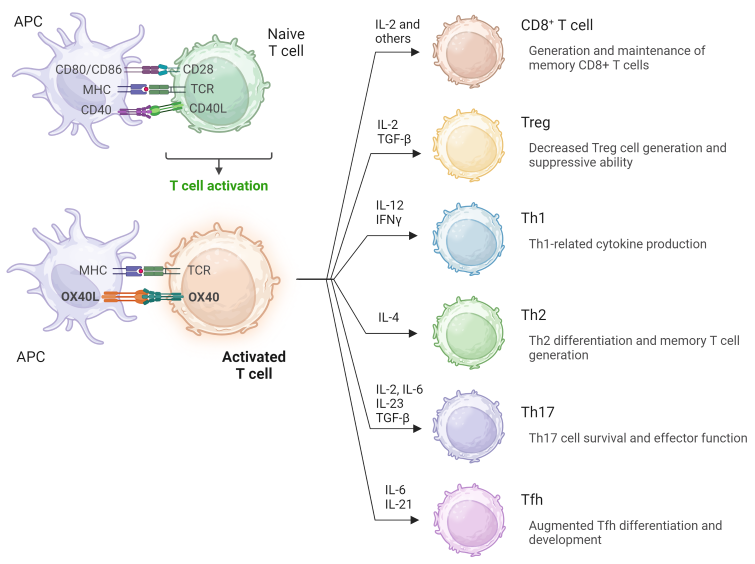 跨T細(xì)胞亞群的0X40刺激的總結(jié)