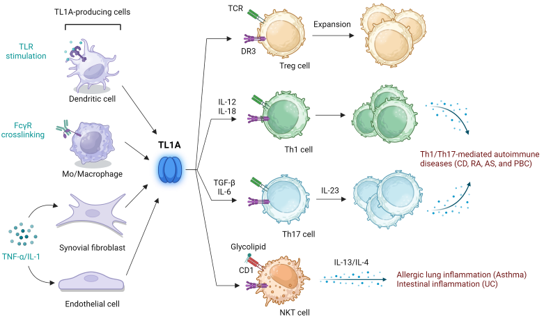 TL1A是先天性和適應(yīng)性免疫應(yīng)答的橋梁