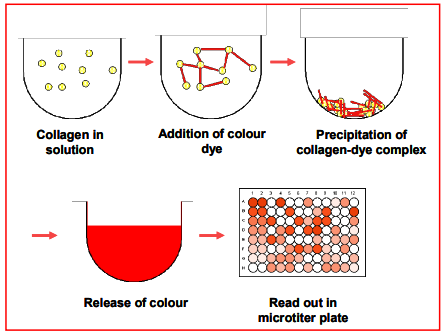 可溶性膠原蛋白測定