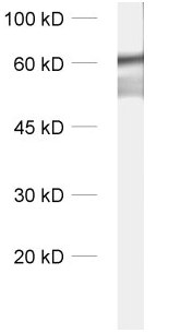 谷氨酸脫羧酶抗體 WB