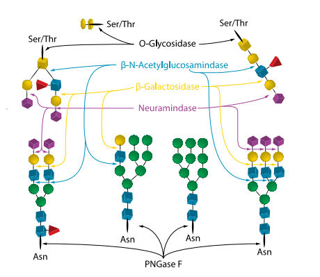 QA-Bio-酶解DeGlycoMx?試劑盒