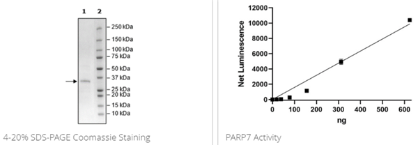 PARP7, FLAG-Tag Recombinant.png