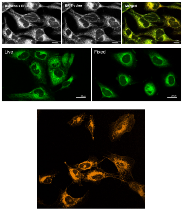 LipoFluor-ER1? Ready-to-Dilute?, Endoplasmic Reticulum Tracing Reagent