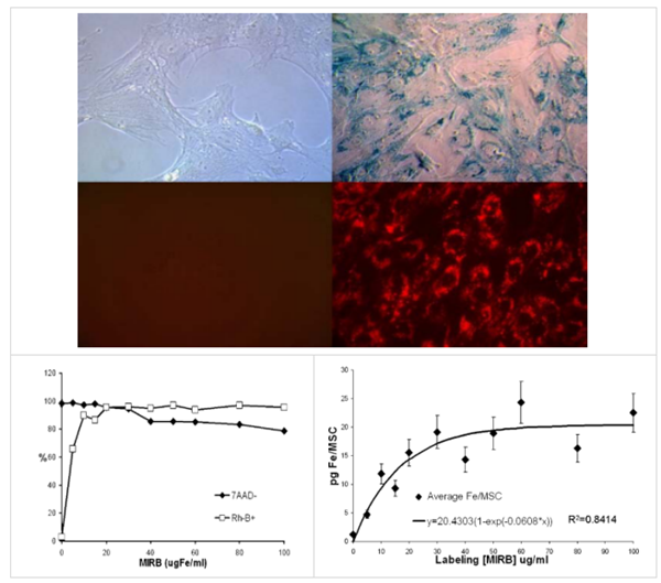 Molday ION羅丹明B熒光標記物