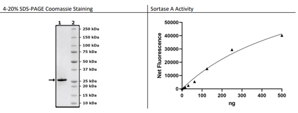 Sortase A Pentamutant，S. 金黃色，His標簽