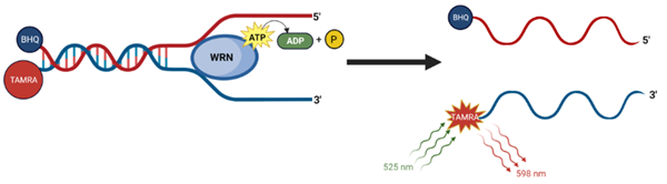 WRN解旋酶活性測(cè)定試劑盒