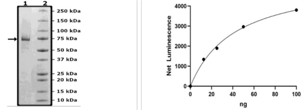 cot (MAP3K8), GST-His-Tags重組蛋白