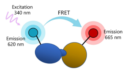 CD40:CD40L TR-FRET檢測試劑盒