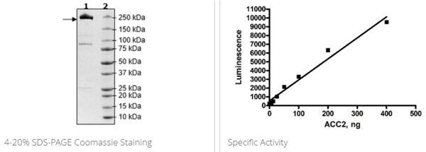 ACC2, His標(biāo)簽重組蛋白