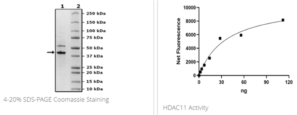 HDAC11重組蛋白