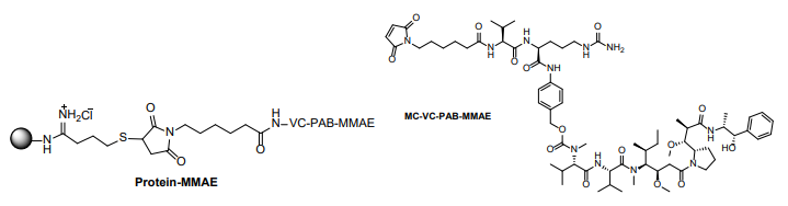 Protein MMAE Conjugation Kit 