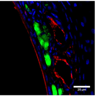 FabGennix-PGCB抗體