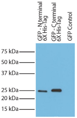 SouthernBiotech-Mouse Anti-His-Tag-HRP