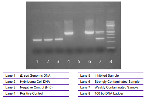Mycoplasma Detection Kit（13100-01）