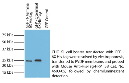 鼠抗His標簽-瓊脂糖酶聯(lián)物