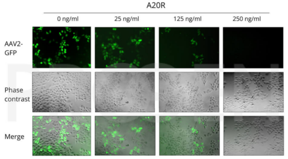 抗AAV2,A20R,小鼠重組抗體