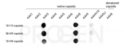 抗AAV8、ADK8、小鼠單克隆抗體