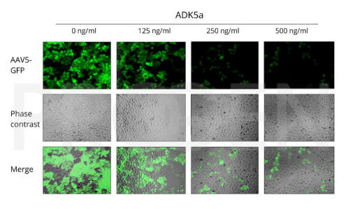 抗AAV-5、ADK 5a、小鼠單克隆抗體
