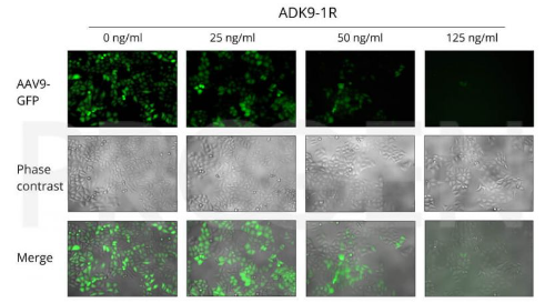 抗AAV 9,ADK 9 - 1 R,小鼠重組抗體