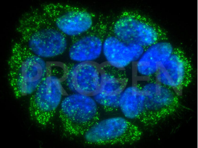 抗DNA,AC-30-10,小鼠單抗/anti-DNA, AC-30-10, mouse mab