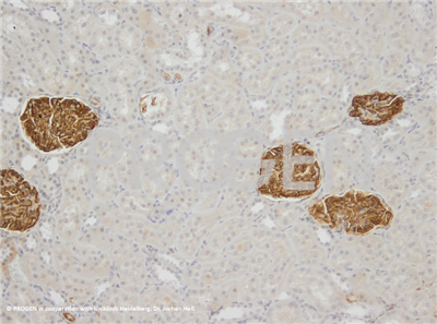 抗Synaptopodin/SYNPO小鼠單克隆抗體