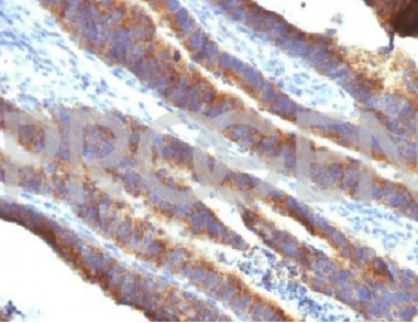純化的抗MUC3小鼠單克隆抗體
