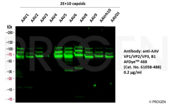抗AAV VP1/VP2/VP3 AFDyeTM 488抗體