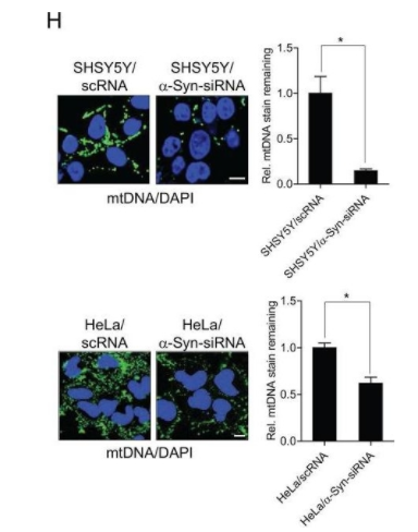 純化抗DNA小鼠單克隆抗體