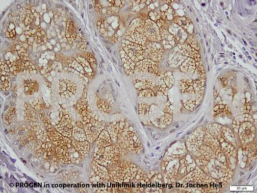 抗脂蛋白2（N-末端aa 1-29）豚鼠多克隆血清