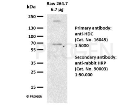 抗組氨酸脫羧酶兔多克隆血清