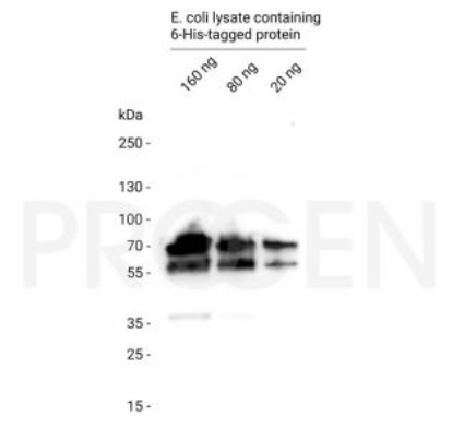 單克隆6-His抗體識別聚組氨酸（6-His）