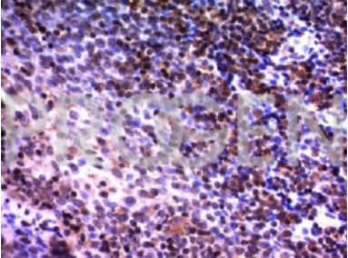 純化抗NuMA小鼠單克隆抗體